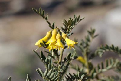 Sophora macrocarpa, photographed by Cesar Ormazabal