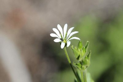 Stellaria chilensis, photographed by Cesar Ormazabal