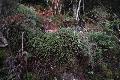 Cliffortia dentata, photographed by Tony Rebelo