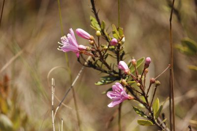 Bejaria aestuans, photographed by Ruth Gutiérrez Oliveros