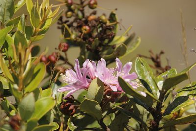 Bejaria aestuans, photographed by Ruth Gutiérrez Oliveros
