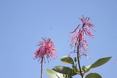 Oreocallis grandiflora, photographed by Ruth Gutiérrez Oliveros