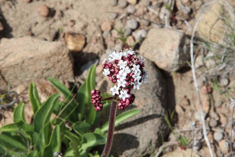 Valeriana papilla, photographed by Cesar Ormazabal