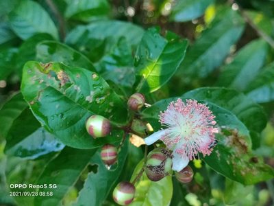 Tetracera indica, photographed by Ong Jyh Seng