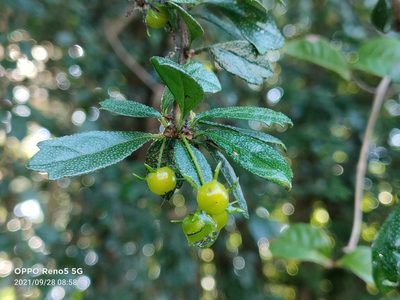 Ehretia microphylla, photographed by Ong Jyh Seng