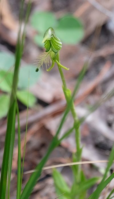 Pterostylis unicornis, photographed by Peter Crowcroft