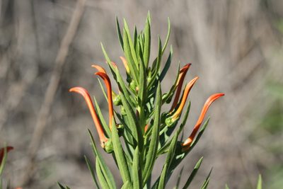 Lobelia excelsa, photographed by Cesar Ormazabal
