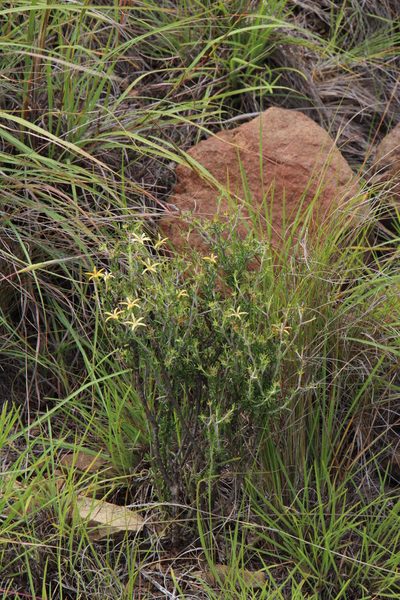 Wahlenbergia albens, photographed by Tony Rebelo