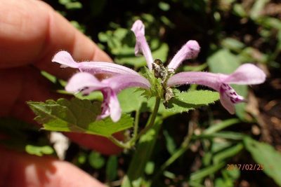 Stachys tubulosa, photographed by Peter Warren