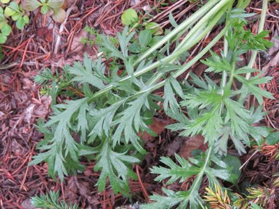 Artemisia norvegica, photographed by Erin Springinotic