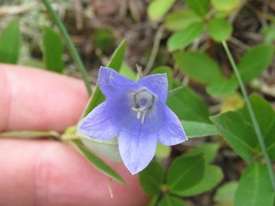 Campanula lasiocarpa, photographed by Erin Springinotic