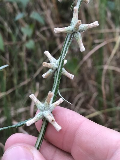 Pterocaulon virgatum, photographed by Cody Stricker