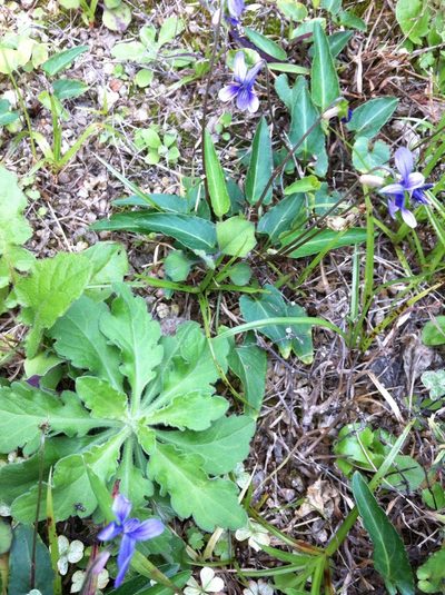 Viola inconspicua, photographed by Yj