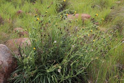 Senecio asperulus, photographed by Tony Rebelo