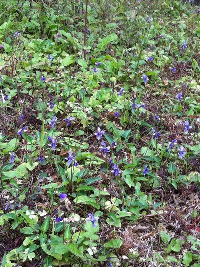Viola inconspicua, photographed by Yj