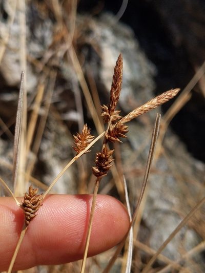 Carex serratodens, photographed by Ken-ichi Ueda