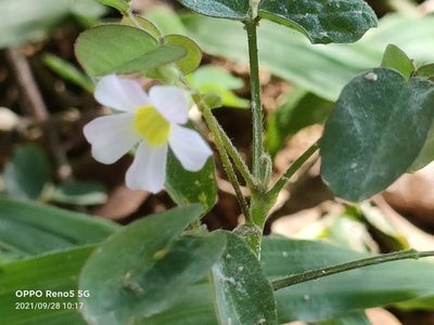 Oxalis barrelieri, photographed by Ong Jyh Seng