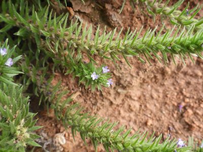 Verbena bracteata, photographed by Bob Nieman