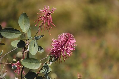 Oreocallis grandiflora, photographed by Ruth Gutiérrez Oliveros