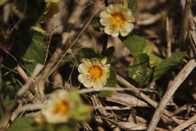 Sida spinosa, photographed by Ruth Gutiérrez Oliveros