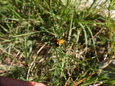 Dyssodia papposa, photographed by Leticia Jiménez Hernández
