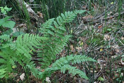 Polystichum braunii, photographed by Oleg Kosterin