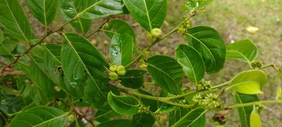 Glochidion ramiflorum, photographed by Dana Lee Ling