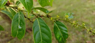 Glochidion ramiflorum, photographed by Dana Lee Ling