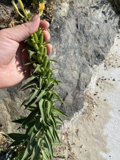 Oenothera oakesiana, photographed by Bonnie Semmling