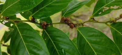 Glochidion ramiflorum, photographed by Dana Lee Ling