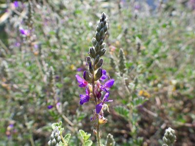 Dalea bicolor, photographed by Leticia Jiménez Hernández