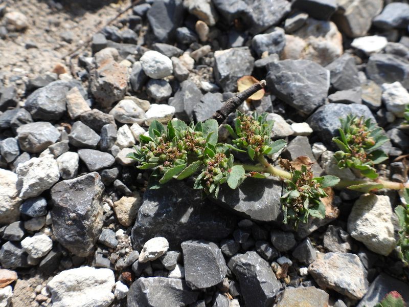 Euphorbia stictospora, photographed by Leticia Jiménez Hernández