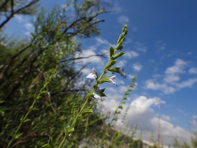 Salvia reflexa, photographed by Leticia Jiménez Hernández