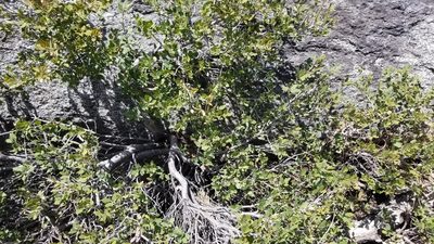 Quercus vacciniifolia, photographed by Nicole