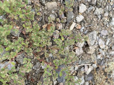 Euphorbia setiloba, photographed by CK2AZ