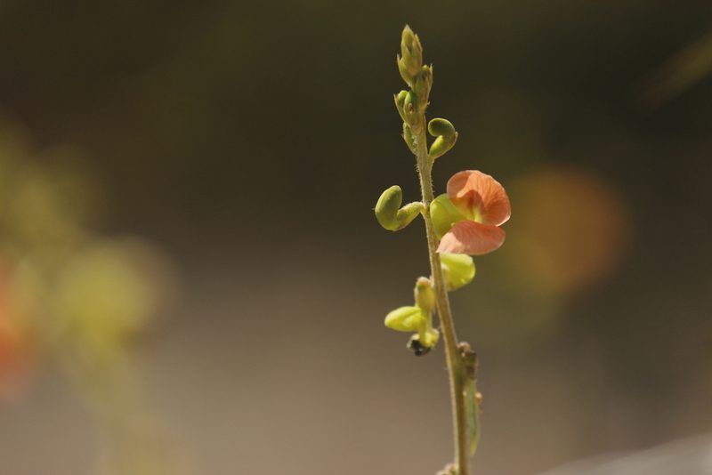 Macroptilium erythroloma, photographed by Ruth Gutiérrez Oliveros