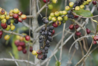 Coffea arabica, photographed by Ruth Gutiérrez Oliveros