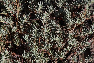 Lampranthus explanatus, photographed by Tony Rebelo