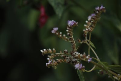 Cyrtocymura scorpioides, photographed by Ruth Gutiérrez Oliveros