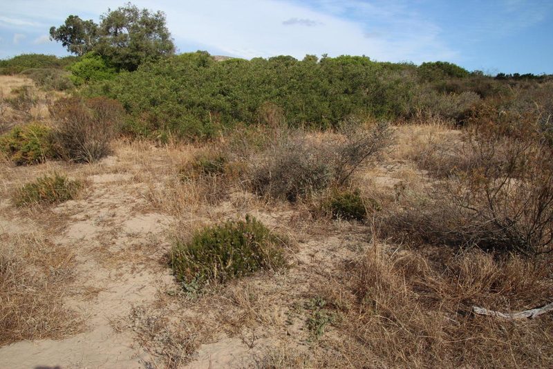 Serruria furcellata, photographed by Tony Rebelo
