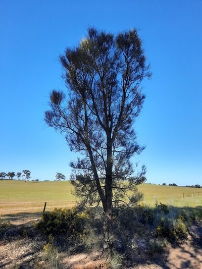 Allocasuarina luehmannii, photographed by spacegecko