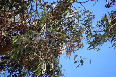 Eucalyptus gomphocephala, photographed by Tony Rebelo