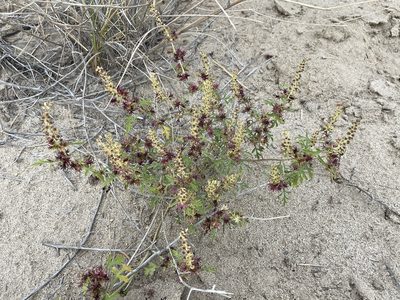 Ambrosia acanthicarpa, photographed by Bobby McCabe