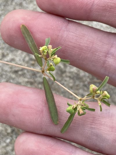 Euphorbia parryi, photographed by Bobby McCabe