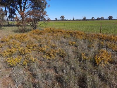 Acacia acinacea, photographed by spacegecko