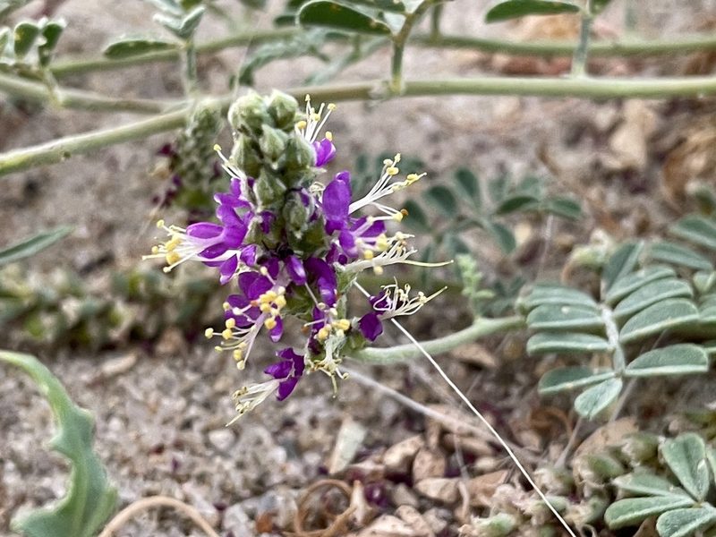 Dalea lanata, photographed by Bobby McCabe