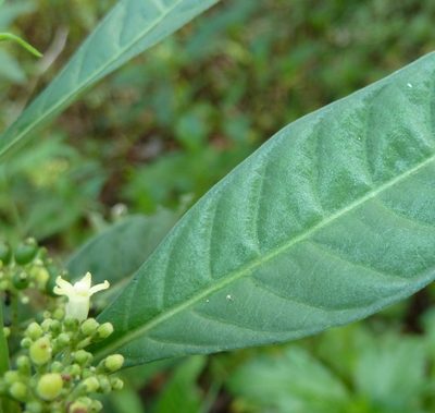 Psychotria tenuifolia, photographed by Stan Shebs