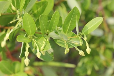 Gymnanthera oblonga, photographed by Agnes Trekker