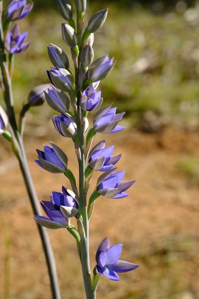 Thelymitra aristata, photographed by Peter Crowcroft