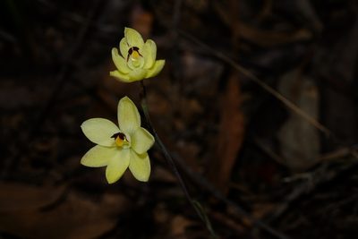 Thelymitra antennifera, photographed by Peter Crowcroft